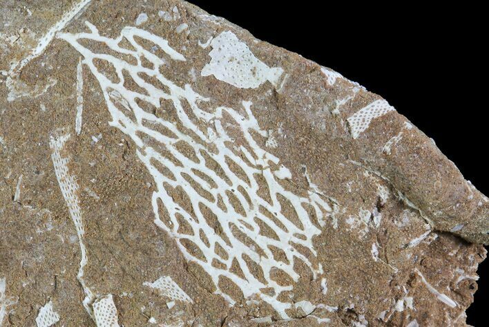 Ordovician Bryozoans (Chasmatopora) Plate - Estonia #73480